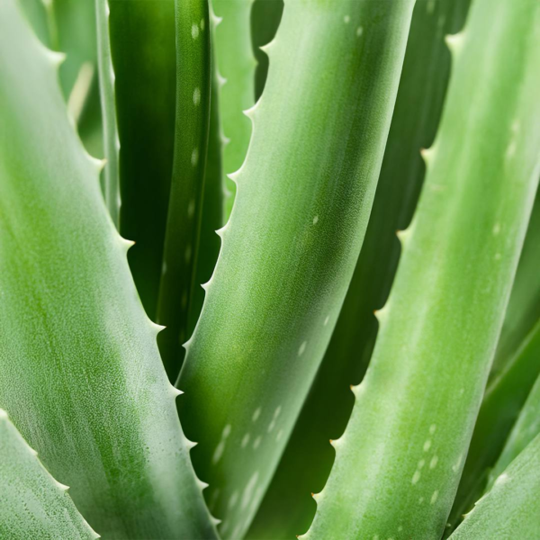 Aurodhea aloe vera intimate soap 260ml SP03B