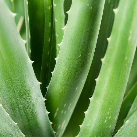 Chogan Aurodhea Aloe Vera 98% First Aid Spray - 150 m 55