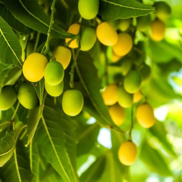 Aurodhea sejas krēms ar nīma eļļu NM06C buy online neem oil cream Chogan